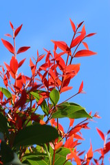 red and green leaves with blue sky