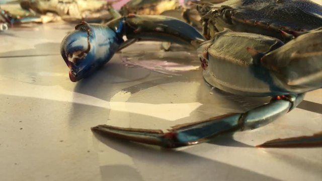 Stirring Cheliped and Swimming Legs of Blue Crab