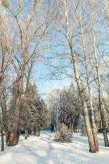 Winter landscape of frosty trees, white snow and blue sky