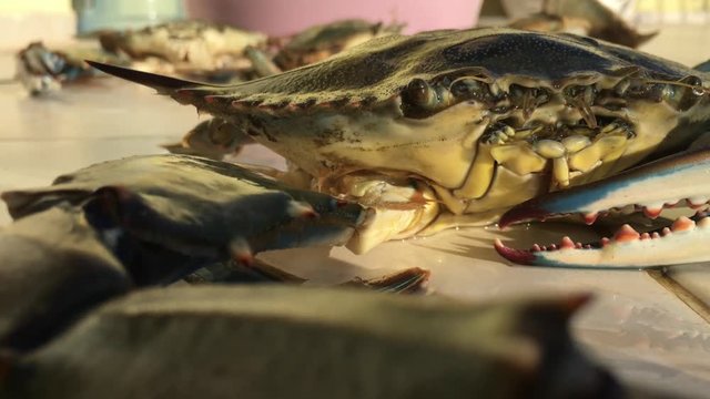Big Blue Crab Looks at us and Blows Bubbles.