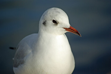 Mouette grise et blanche en hiver