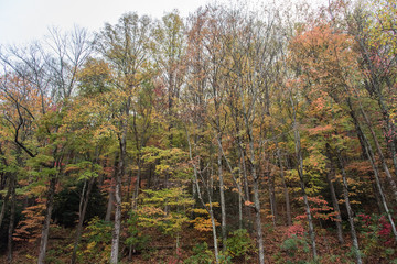 Fall at the Great Smoky Mountains national park