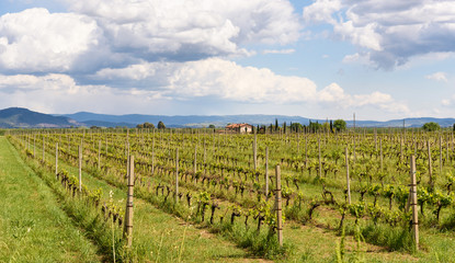 Fototapeta na wymiar vineyard in spring, tuscany, italy