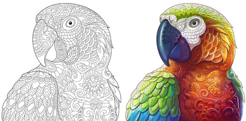 Fototapeta premium Kolekcja dwóch stylizowanych papug ara (ara). Wersje monochromatyczne i kolorowe. Odręczny szkic dla dorosłych książki antystresowej z elementami doodle i zentangle.