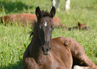 The foal lies in the grass