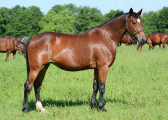Obraz premium The brown thoroughbred mare in foal costs against the background of herd summer