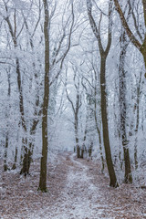 Frozen forest on a cloudy, cold day