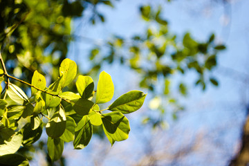 a sunshine on a green leafs on a blue sky background with green foliage bokeh
