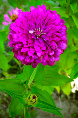 Fototapeta premium Zinnia elegans, youth-and-age,common, elegant