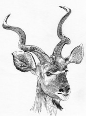 antelope head sketch hand drawn illustration © jim80