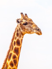 Close-up portrait of giraffe with head and long neck on white background, African wildlife in Etosha National Park, Namibia, Africa.