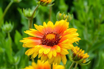Bright flower gaillardia