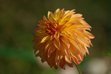 Dahlia jaune-orangé au jardin en été