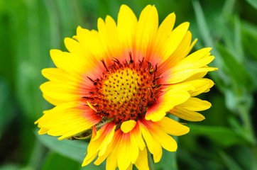 Blooming buds bright garden flower of gaillardia