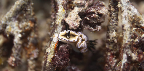 underwater world - nudibranch