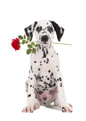 Cute black and white sitting dalmatian puppy dog facing the camera with a red rose in his mouth...