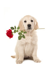 Cute blond golden retriever puppy sitting and facing the camera with a red rose in her mouth isolated on a white background © Elles Rijsdijk