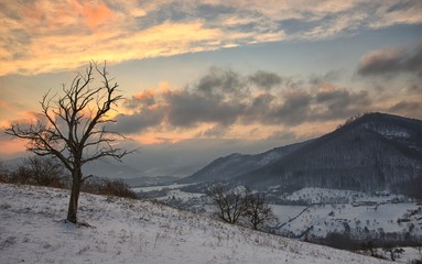 Winter Landscape Sunrise with Lonely Tree and Winter Cloudy Sky