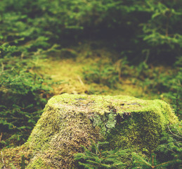 The primeval forest with mossed ground