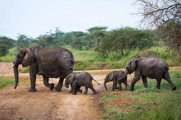 Fototapeta premium Elephant family with babies crossing unpaved road in bush, safari in Serengeti National Park, Tanzania, Africa. Sunny summer day during the dry season.