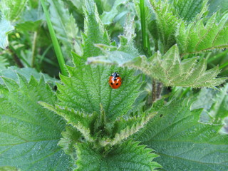 ladybird
