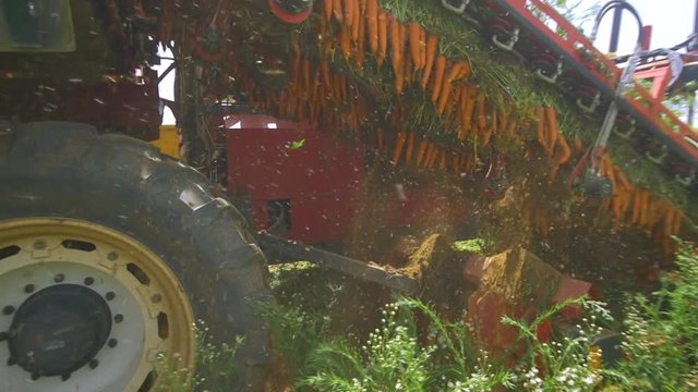 Vegetable harvester harvests the carrots in the field.Vegetable industry. Slow motion steady shot