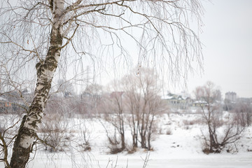 Fototapeta na wymiar Aspen trees in winter, white background, abstract composition.