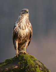 Common buzzard (Buteo buteo)