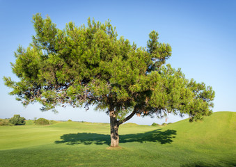 Tree on beautiful grass field
