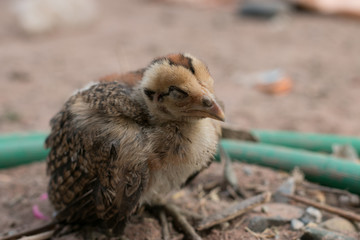 chicken sleeping on ground. Chicken lying on the ground