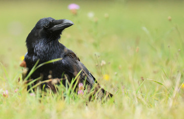 Common Raven (Corvus corax)