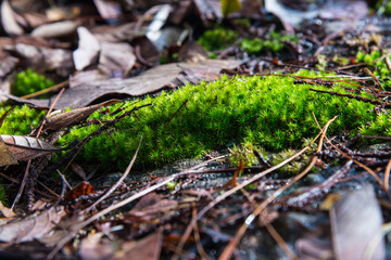 moss in dark nature