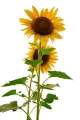 Beautiful sunflowers as isolated background