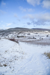 winter vine yard landscape 