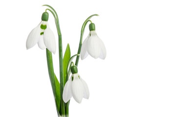 Obraz premium Three snowdrop flowers
