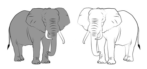 Wildlife - Elephants