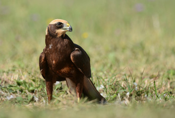 Marsh harrier (Circus aeruginosus)