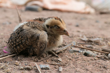 chicken sleeping on ground. Chicken lying on the ground
