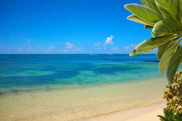 Fototapeta na wymiar Tropical coast, beach with hang palm trees, vacation .