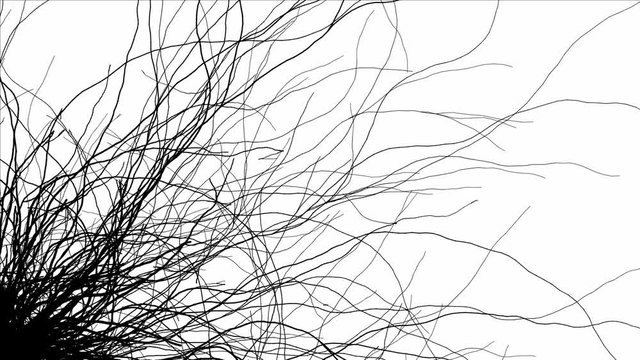 Growing Black  Dusky Roots  -   Abstract  Video Footage