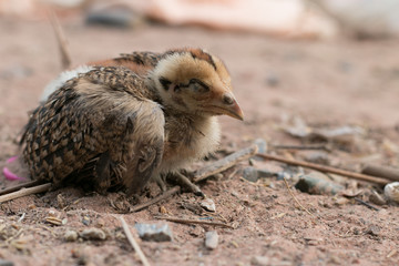 chicken sleeping on ground. Chicken lying on the ground