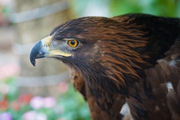 Obraz premium Portrait of Golden Eagle