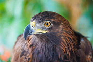 Portrait of Golden Eagle