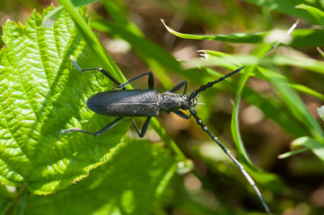 Bockkäfer auf Blatt
