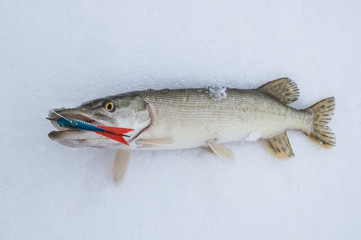 Ice fishing. Pike on snow