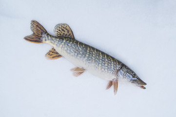 Ice fishing. Pike on snow