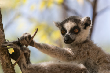 Ring-tailed lemur
