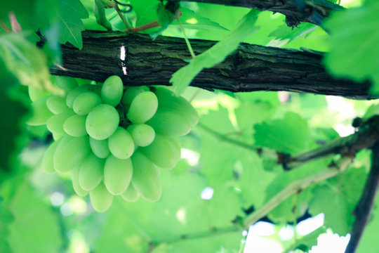 Green grapes on a farm. Close-up Image of Ripe Bunche of White Wine Grapes on Vine. Fresh Green grapes on vine. Summer sun lights. Defocus picture.