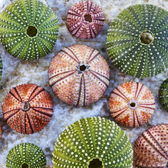 colorful sea urchins on white wet rock beach, natural background