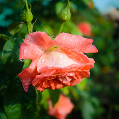 Red rose with rain drops